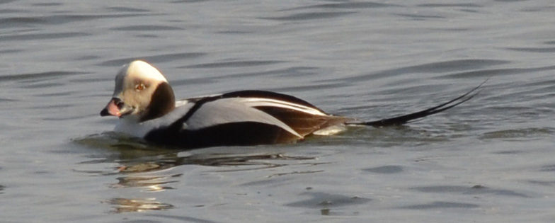 Photo of Male b Long Tailed Duck at Arkendo Park Oakville ON on NaturalCrooksDotCom