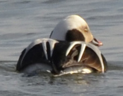 Photo of Male Long Tailed Duck back view at Arkendo Park Oakville ON on NaturalCrooksDotCom