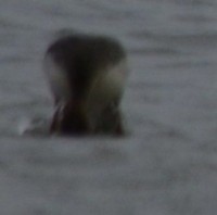 Photo of Merganser Diving Backwards Head Twisted Continued Lakeside Park Mississauga Ontario January