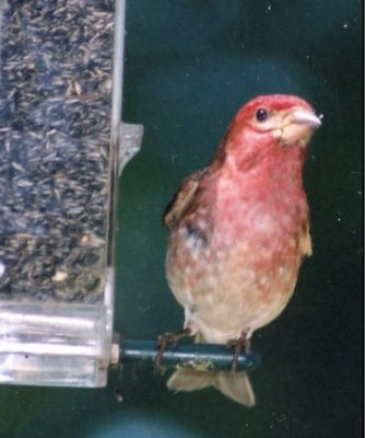Photo of Male Purple Finch at Feeder on NaturalCrooksDotCom