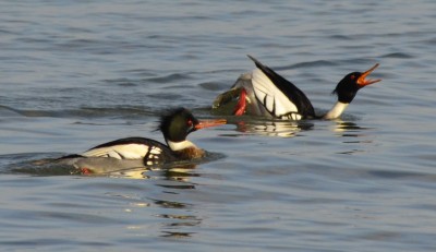 Photo of Red Breasted Merganser Displaying at Arkendo Park Oakville Ontario January on NaturalCrooks Dot Com