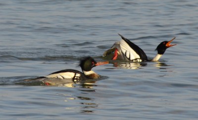 Photo of Red Breasted Merganser at Arkendo Park Oakville Ontario January on Naturalc