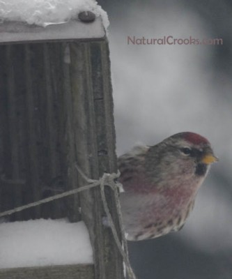 Photo of Male Common Redpoll Looking Left on Natural Crooks Dot Com