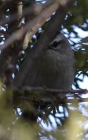 Photo of Golden Crowned Kinglet at Sedgewick Park Oakville Ontario in January