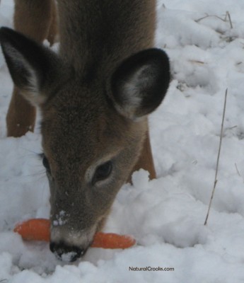 Photo of White Tailed Deer Doe Carrot Mississauga ON January on NaturalCrooksDotCom