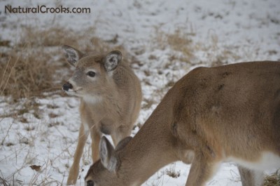 Photo of White Tailed Deer Yearling Doe Mississauga ON January