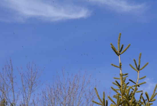 Photo of Flying Insects at Sedgwick Park in Oakville in January on NaturalCrooksDotCom