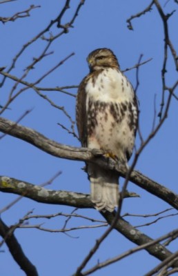 Juvenile Red Tailed Hawk on Tree in Oakville Ontario