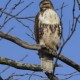 Juvenile Red Tailed Hawk on Tree in Oakville Ontario