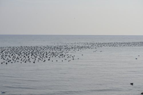 Hundreds of sleeping scaup ducks on Lake Ontario near Oakville Ontario
