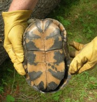 What Rare Ontario Turtle has Large Black Blobs on a Yellow Shell on the ...