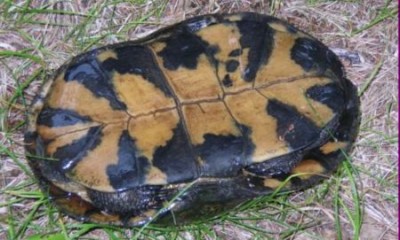 Photo of Blandings Turtle B 2011 08 14 near Sharbot Lake Ontario on NaturalCrooksDotCom