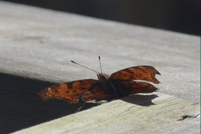 Photo of Butterfly Rattray Marsh Mississauga ON April