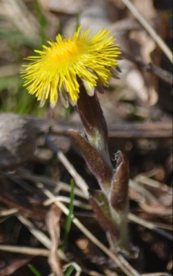 Photo of Coltsfoot Rattray Marsh Mississauga Ontario March