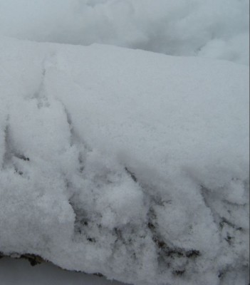 Photo of Dark Eyed Junco Snowy Tracks Ontario February on NaturalCrooks Dot Com