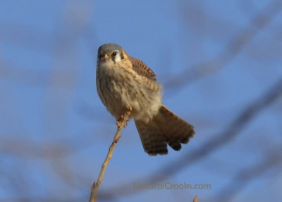 Photo of Mystery Bird in Tree at Lakeside Park Mississauga ON February B