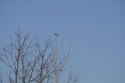 Photo of Mystery Bird in Tree at Lakeside Park Mississauga ON February