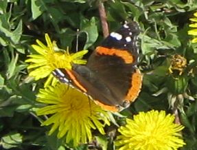 Photo of Red Admiral Butterfly on Dandelion Toronto ON April