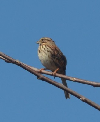 Photo of Song Sparrow Rattray Marsh Mississauga ON March