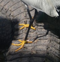 Photo of Egret Feet On Alligators Back Orlando Florida March on NaturalCrooksDotCom