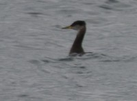 Photo of Red Necked Grebe Deliberately Sinking March on NaturalCrooksDotCom