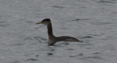 Photo of Red Necked Grebe Spring Colours Lake Ontario March on NaturalCrooksDotCom
