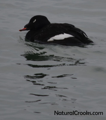 Photo of White Winged Scoter Male Bronte Harbour March on NaturalCrooksDotCom