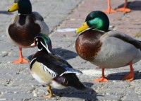 Photo of Wood Duck Mallards Males Burlington ON March on NaturalCrooksDotCom