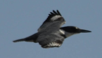 Photo of Belted Kingfisher Male Flight on NaturalCrooksDotCom