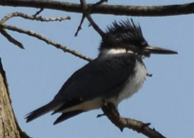 Photo of Belted Kingfisher Male on NaturalCrooksDotCom