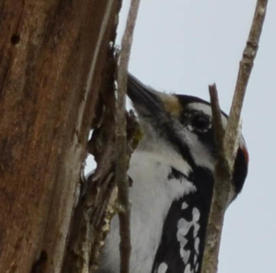 Photo of Hairy Woodpecker Yellow Spot on NaturalCrooksDotCom