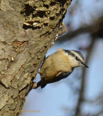 Photo of Red Breasted Nuthatch Crabapple on NaturalCrooksDotCom