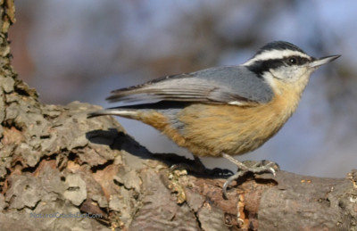 Photo of Red Breasted Nuthatch Toronto ON on NaturalCrooksDotCom