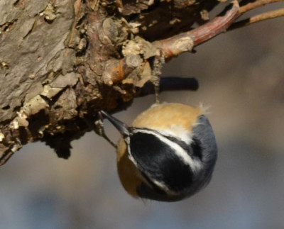 Photo of Red Breasted Nuthatch Upside Down on NaturalCrooksDotCom