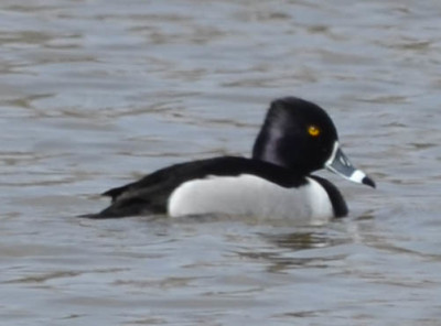 Photo of Ring Necked Duck Male April on NaturalCrooksDotCom