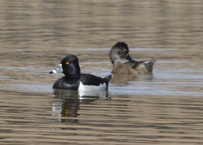 Photo of Ring Necked Ducks Pair April on NaturalCrooksDotCom