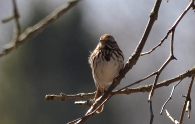 Photo of Song Sparrow Rattray Marsh April NaturalCrooksDotCom