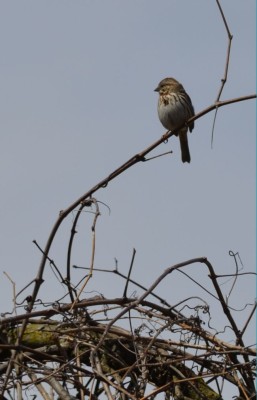 Photo of Song Sparrow in Song on NaturalCrooksDotCom