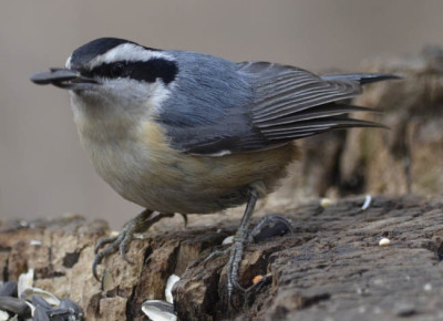 Photo of White Breasted Nuthatch on NaturalCrooksDotComS