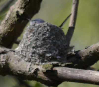 Photo of Blue Grey Gnatcatcher Nest Male on NaturalCrooksDotCom