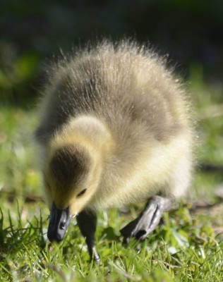 Photo of Canada Gosling Stalking Grass on NaturalCrooksDotCom