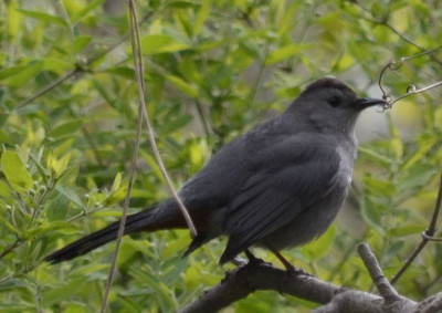 Photo of Gray Catbird 2 on NaturalCrooksDotCom