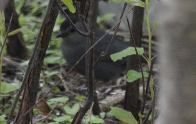 Photo of Gray Catbird in Brush on NaturalCrooksDotCom