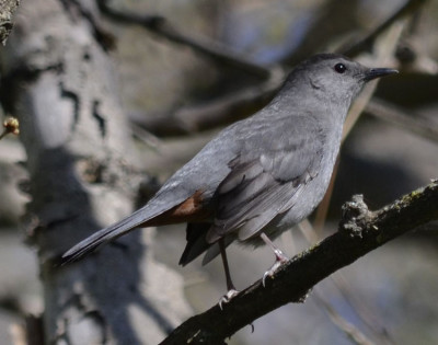 Photo of Gray Catbird on NaturalCrooksDotCom