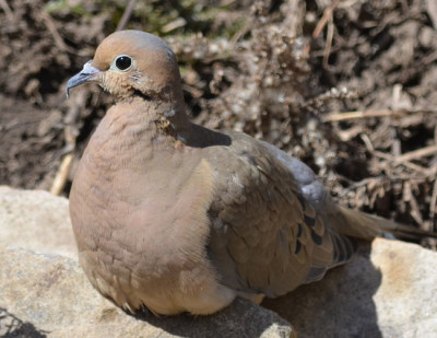 Photo of Mourning Dove on NaturalCrooksDotCom