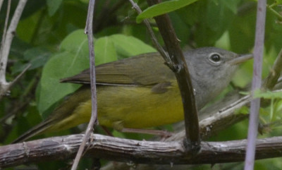 Photo of Mourning Warbler Female Wings On NaturalCrooksDotCom