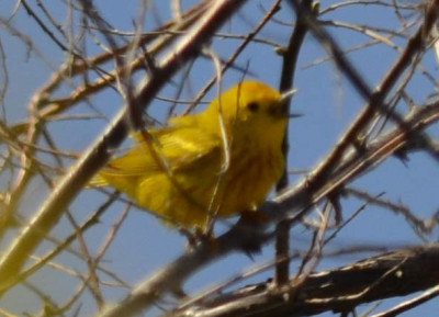 Photo of Yellow Warbler Singing on NaturalCrooksDotCom