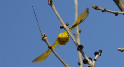 Photo of Yellow Warbler flying on NaturalCrooksDotCom