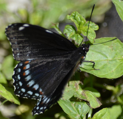 Photo of Black Butterfly on NaturalCrooksDotCom