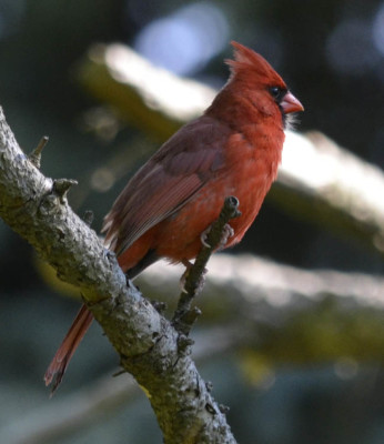 Photo of Cardinal Male on NaturalCrooksDotCom